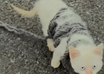 T2312008 Cat rope wrapped around its body was luckily saved #rescueanimal