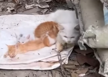 T2312009 Mother cat finds her hungry kitten in an abandoned house ending