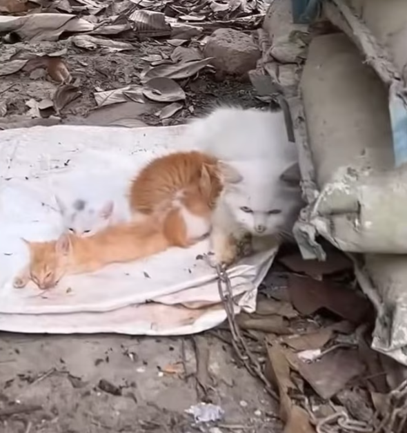 T2312009 Mother cat finds her hungry kitten in an abandoned house ending