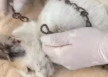 T2312010 cat left starving on side of road was luckily rescued