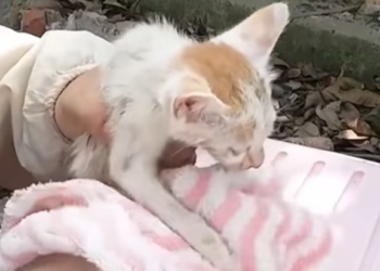 T2312012 Abandoned kitten in abandoned house was luckily rescued #rescueanimal