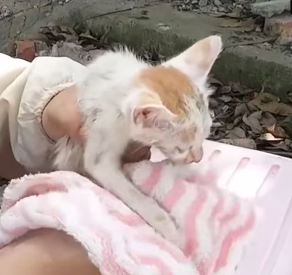 T2312012 Abandoned kitten in abandoned house was luckily rescued #rescueanimal