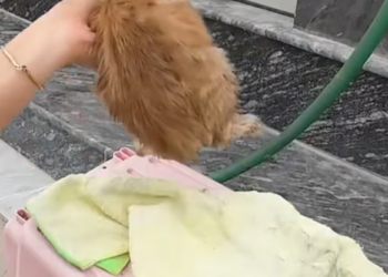 T2312013 Lost kitten on street was luckily saved #rescueanimals #animalsof