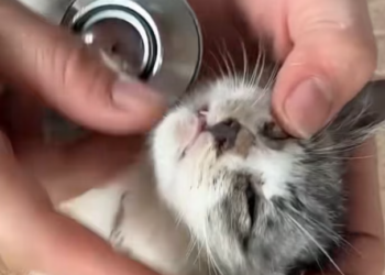 T2312014 Big cat caught in net exhausted unable to escape luckily saved