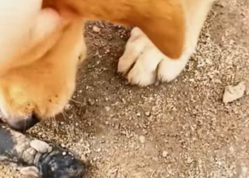 T2312015 Rescue baby leoprad surprise comes #rescue #rescueanimals