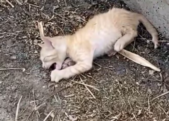 T2312016 kitten lying motionless on riverbank,crying miserably,was luckily