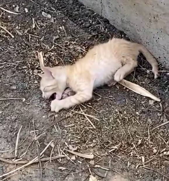 T2312016 kitten lying motionless on riverbank,crying miserably,was luckily
