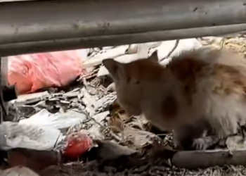 T2312017 kitten cried help in desperation was luckily rescued