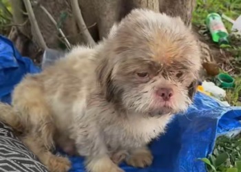 T0912015 couple found an abandoned dog in park. It so tragic its