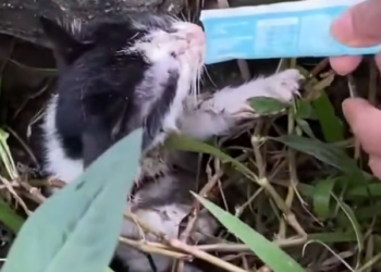 T2312018 cat cried because of hunger fear luckily was saved #rescueanimal