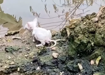 T2312019 Skinny cat standing on river bank luckily someone saved #rescueanimal