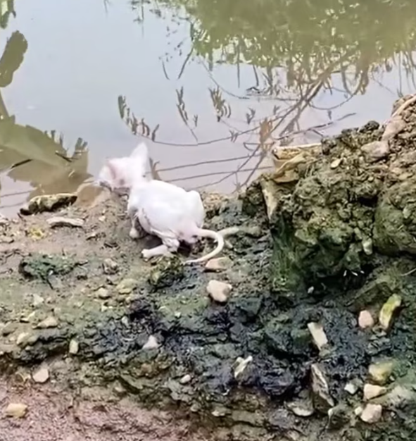 T2312019 Skinny cat standing on river bank luckily someone saved #rescueanimal