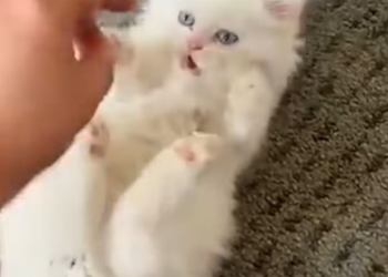 T2312020 cat tried to climb up was luckily saved #animal #rescueanimal