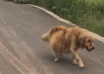 T2312022 Rescued golden retriever swollen belly #rescue #puppy #golden