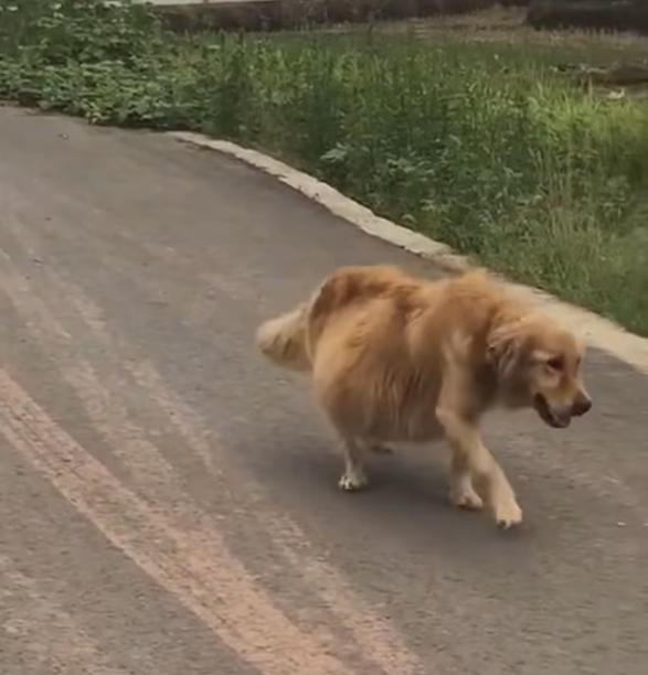 T2312022 Rescued golden retriever swollen belly #rescue #puppy #golden