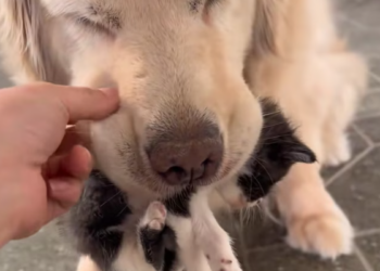 T2312024 Found kitten while walking my dog raised him.#kitten #rescue