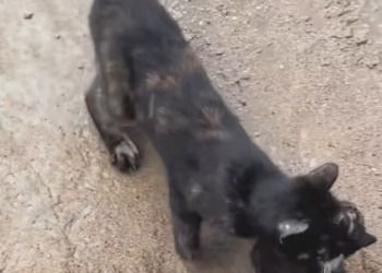 T2312026When mama cat chose me to raise her baby #kitten #fyp #rescue #cute