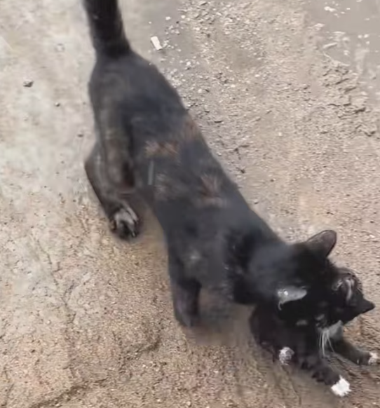 T2312026When mama cat chose me to raise her baby #kitten #fyp #rescue #cute