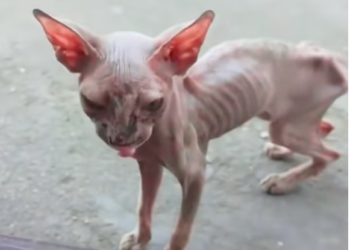 T2312028 rescued an abandoned,skin bones Sphynx cat.#rescue #kitten