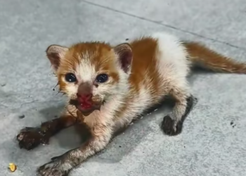 T0912016 found stray cat at auto repair shop. It looked so pitiful so