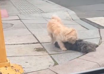 T2312029 She lost her friend by roadside,but found beginning.#rescue