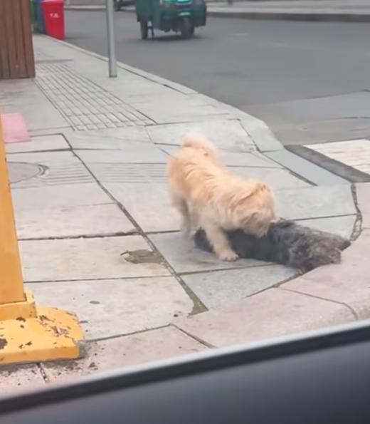 T2312029 She lost her friend by roadside,but found beginning.#rescue