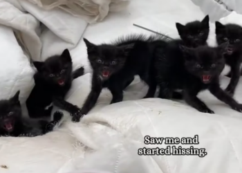 T2312027 Black cats are best!!!#blackcat #kitten #fyp #adoptdontshop #animal