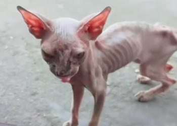T2312028 rescued an abandoned,skin bones Sphynx cat.#rescue #kitten