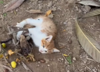 T2312030 She rescued kitten on brink of death,and then #rescue #kitten