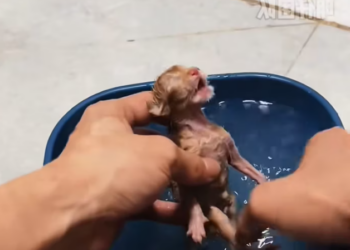 T2312031 found two newly born kittens.#rescue #animals #fyp