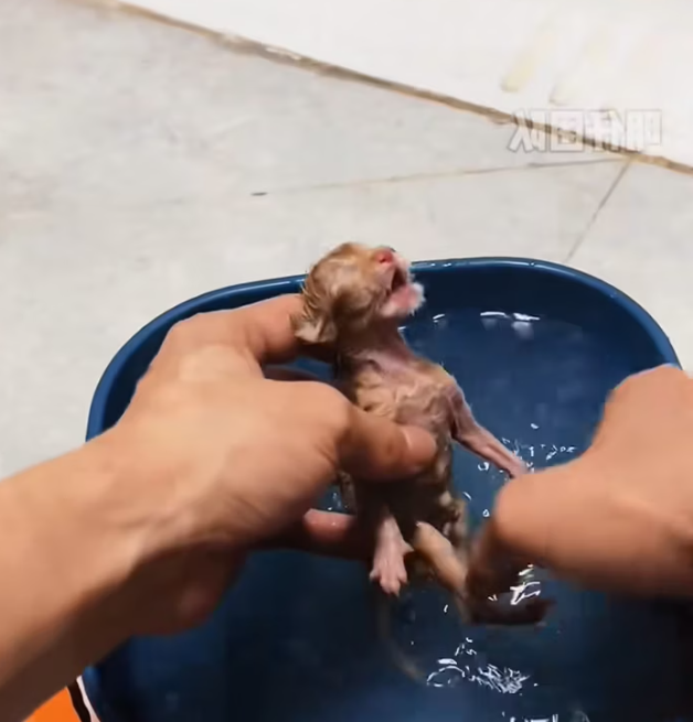 T2312031 found two newly born kittens.#rescue #animals #fyp