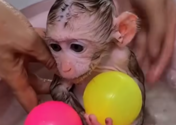 T2312032 Abandoned baby monkey luckily rescued #animal #rescueanimals #rescue