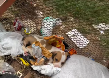 T2312035 #LIVEIncentiveProgram #LIVEFEST2025 #MakeLIVECount #PaidPartnership