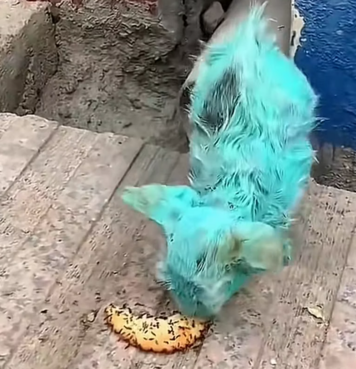 T2312036 saved green kitten.#rescue #animals #fyp