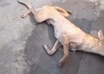 T2312038 Poor Dog Crying Lying In Roadside So Decided To Help #rescueanimal