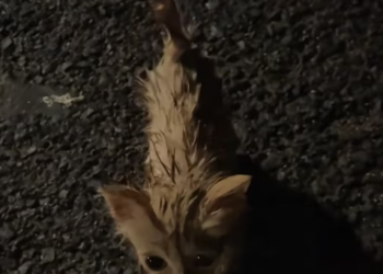 T0912017 On rainy night, found stray cat. cat.It was soaked all over.