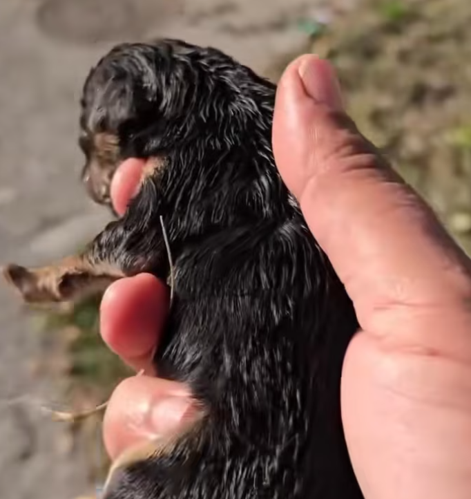 T2312039 Rescue Poor Puppies Crying Help #LIVEIncentiveProgram