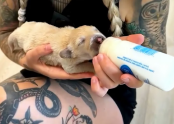 T2312040 Rescue puppy #rescue #animals #animalsoftiktok #puppy #dogsoftiktok