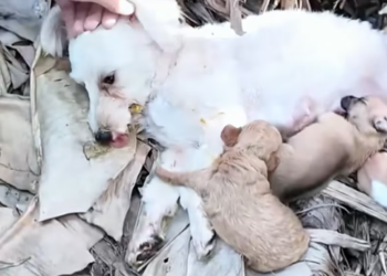 T2612001 Rescue family of dogs #rescue #rescueanimals #animal #animaloftiktok