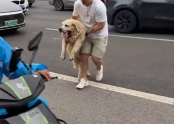 T2612002 Someone abandoned dog on road brought it home #animals