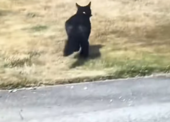 T2612003 rescued baby rabbit my cat adopted it #animals #rescue