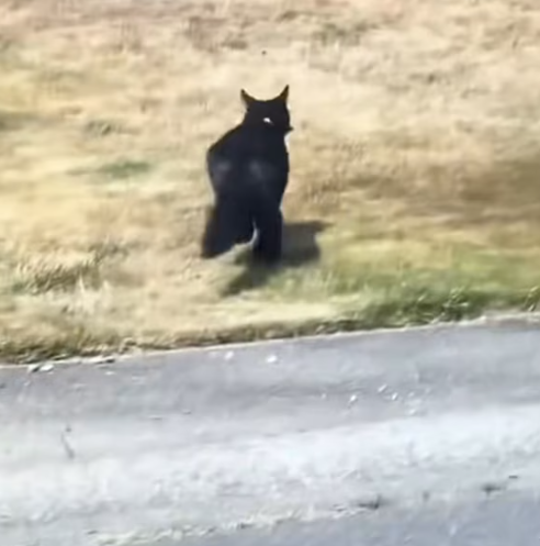 T2612003 rescued baby rabbit my cat adopted it #animals #rescue