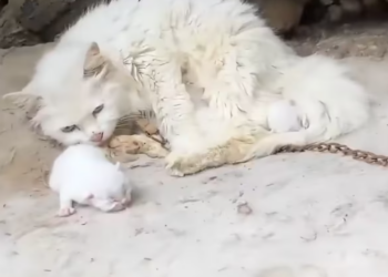 T2612008 #animal #help #save #love #animallove #foryou #fyp #pet #kitty