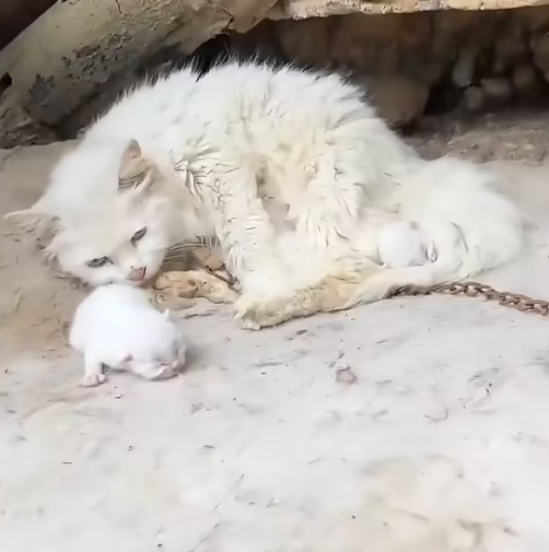 T2612008 #animal #help #save #love #animallove #foryou #fyp #pet #kitty