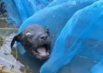 T2612009 story of recuse my dog become friend #animal #help