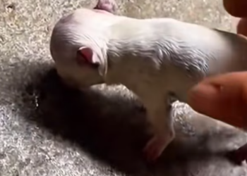 T2612010 #dog #dogsoftiktok #poordog