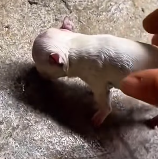 T2612010 #dog #dogsoftiktok #poordog