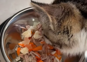 T0912018 One rainy day, found an injured cat.I saved it took it home