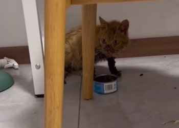 T2612011 #cat #catsoftiktok #poorcat