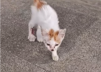 T2612012 #cat #catsoftiktok #poorcat